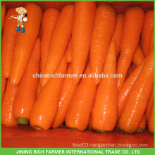 2016 New Crop Chinese Fresh Carrot Lowest Price